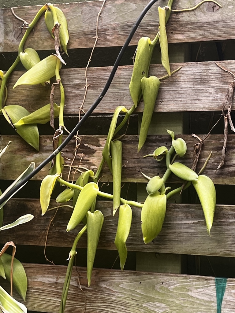 Vanilla Orchid