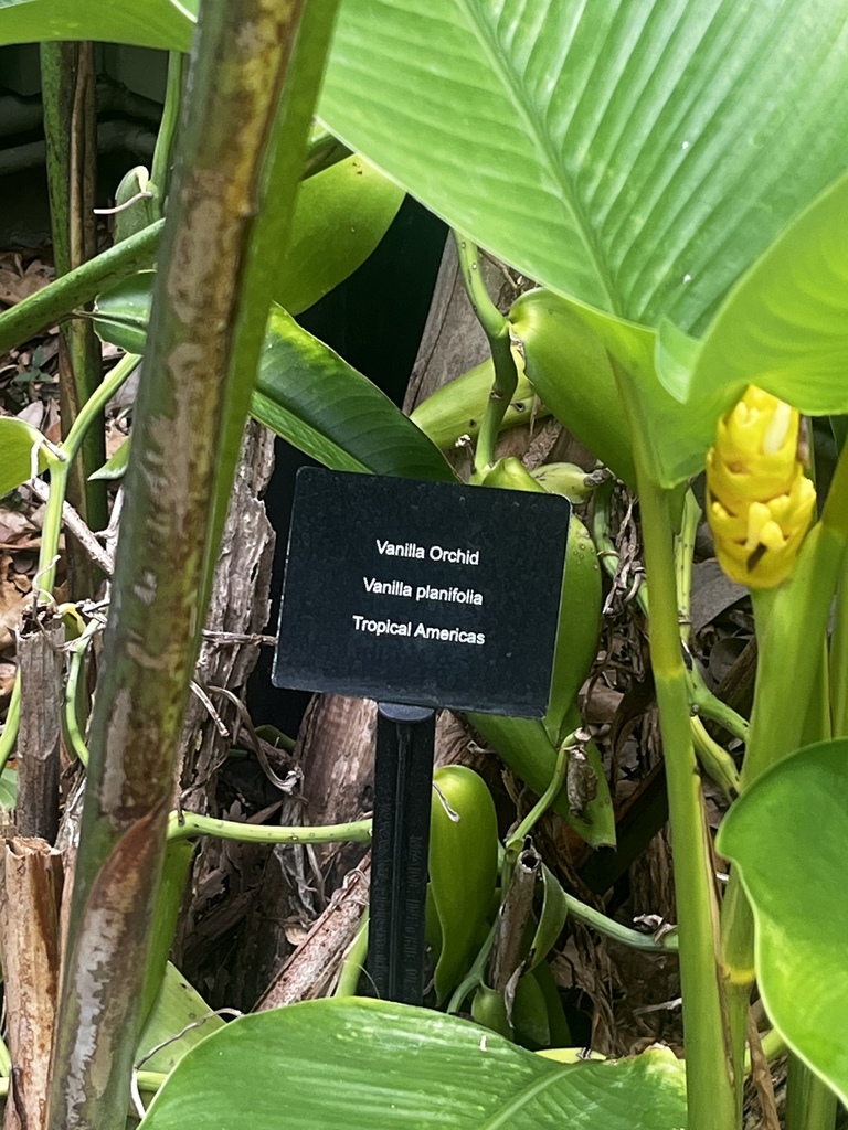 Vanilla Orchid