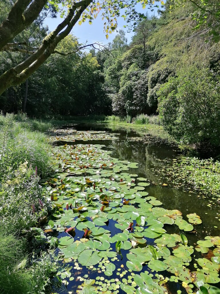 Nenúfar Blanco Europeo