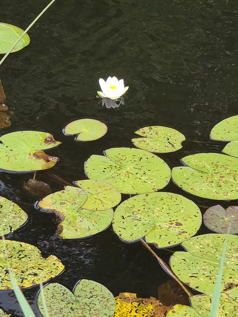 White Water Lily
