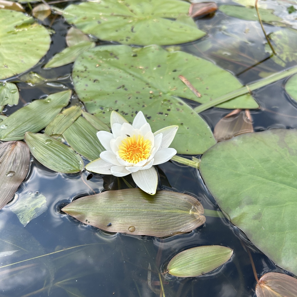 White Water Lily