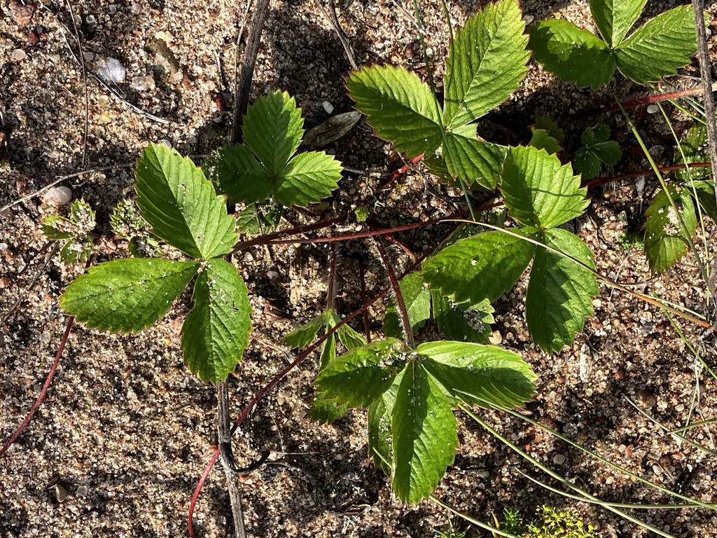 Wild Strawberry