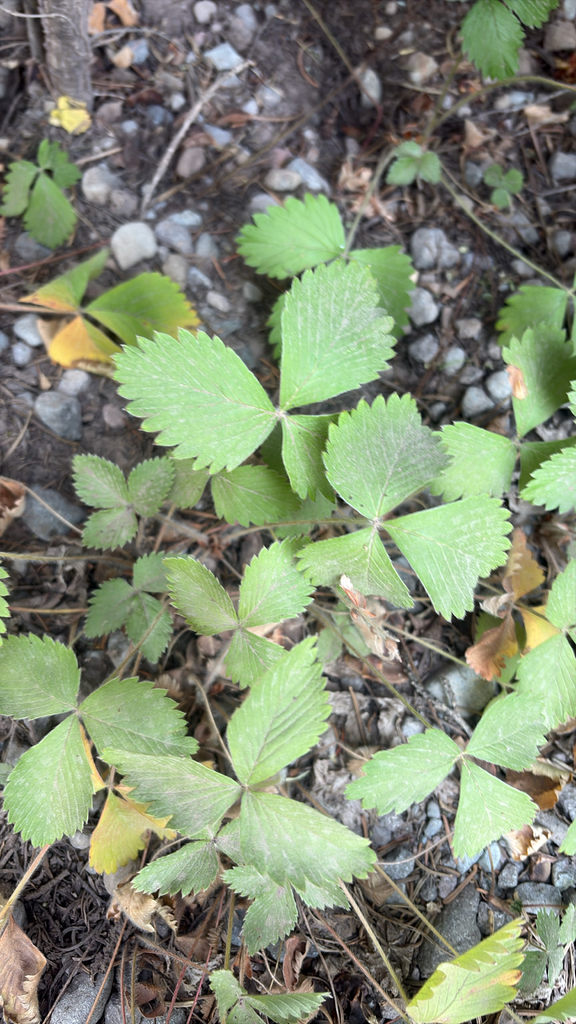 Wild Strawberry