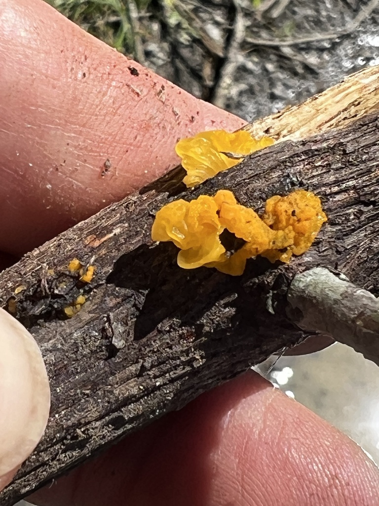 Witches Butter