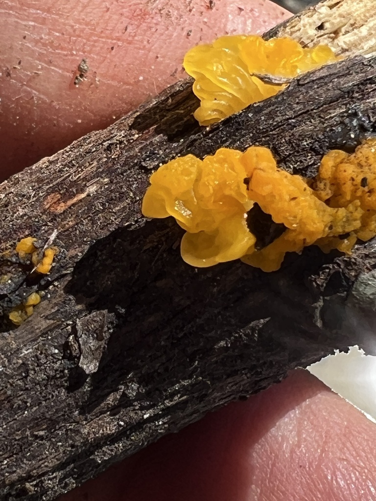 Witches Butter