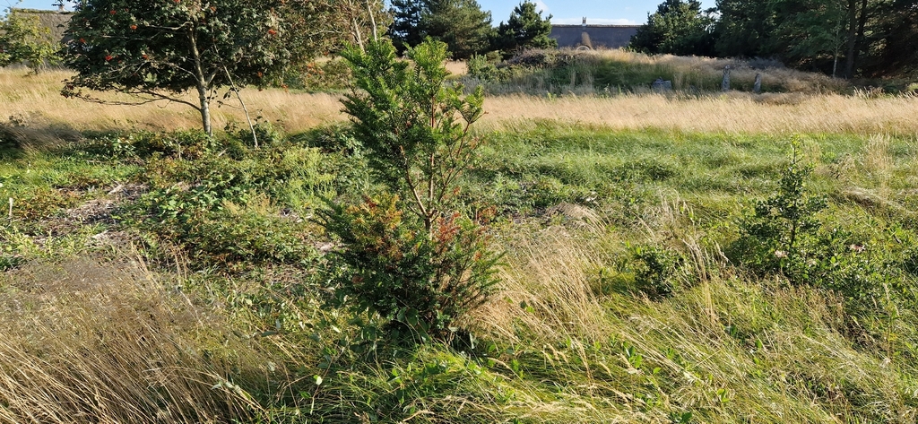 Yew