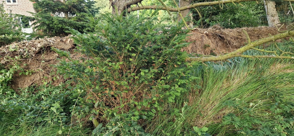 Yew