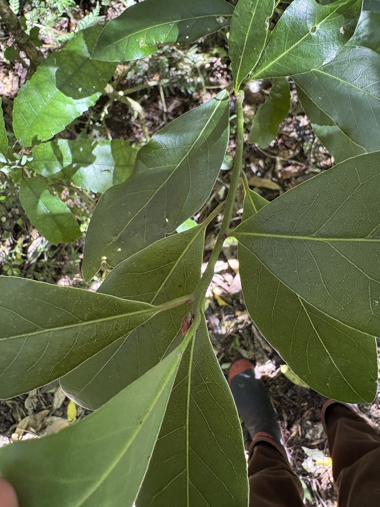 Bay Laurel