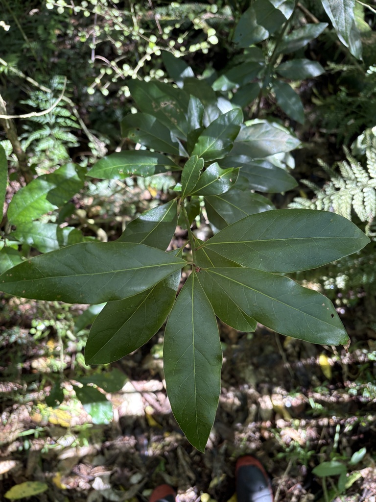 Bay Laurel