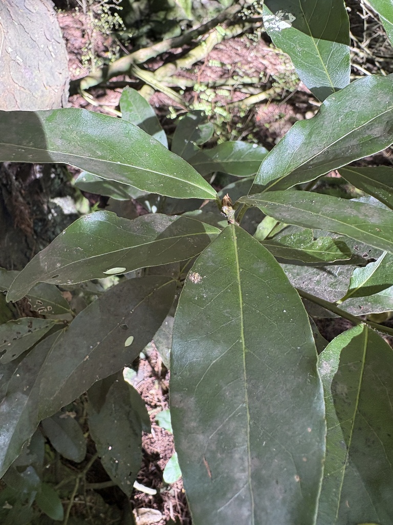 Bay Laurel