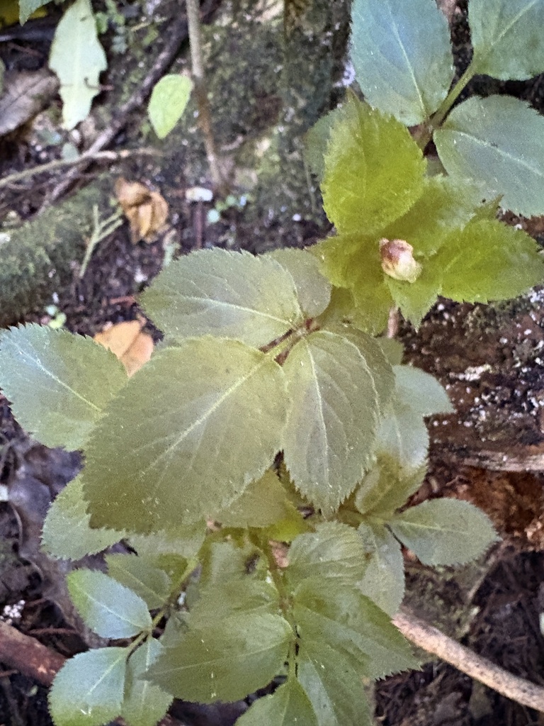 Black Elder