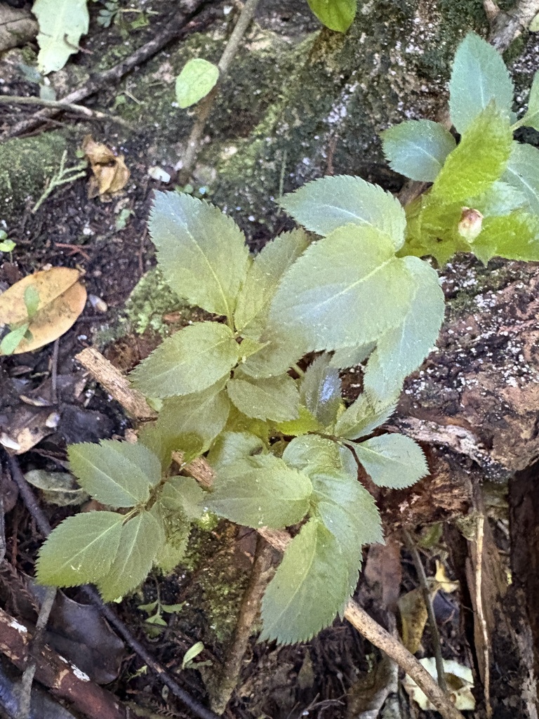 Black Elder