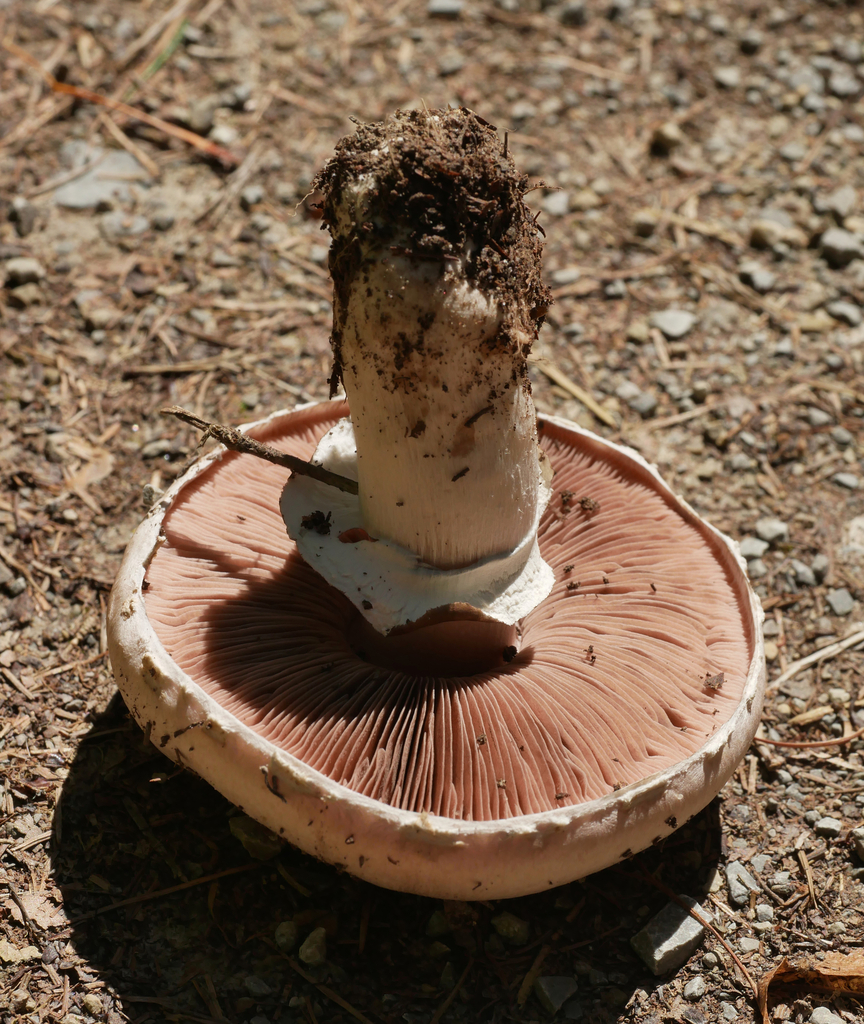 Button Mushroom