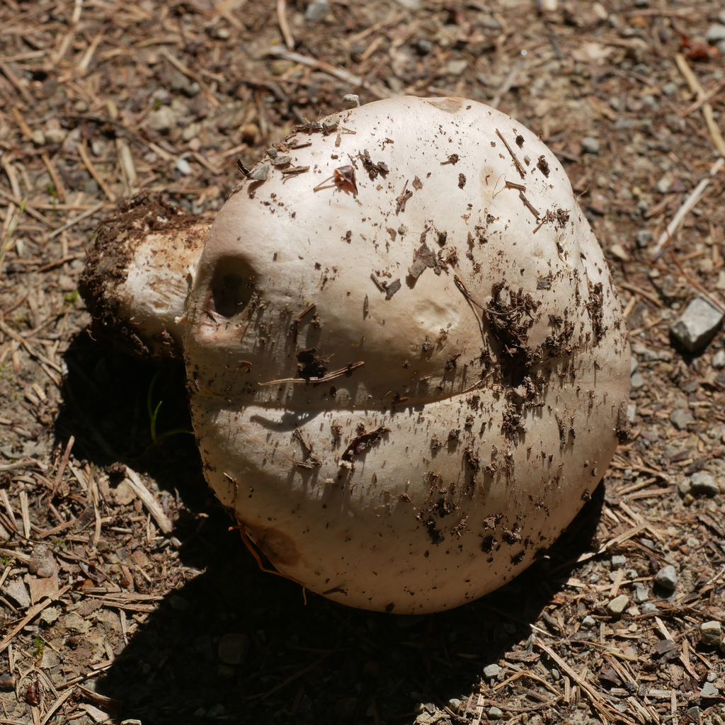 Button Mushroom
