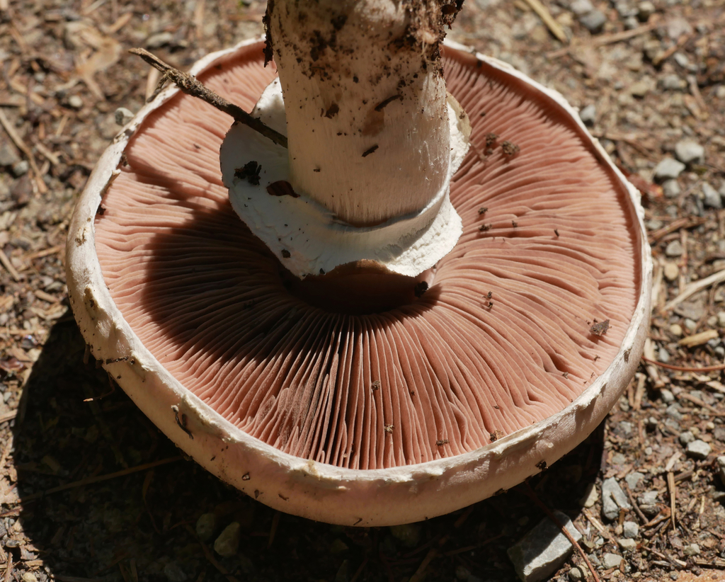 Button Mushroom