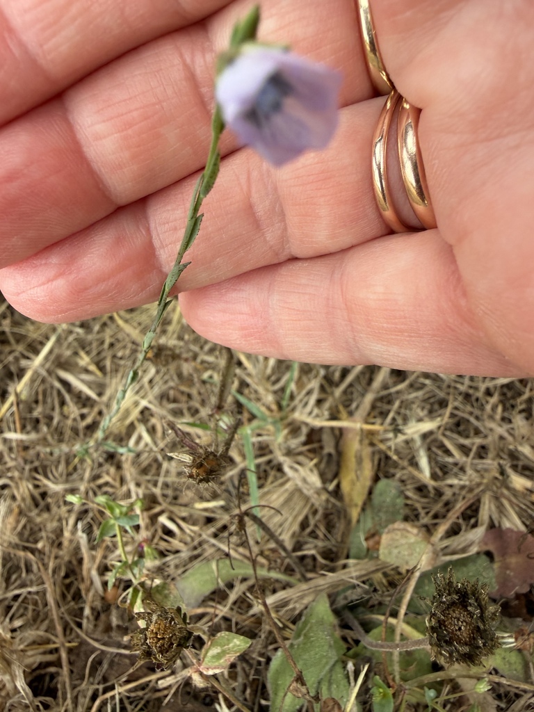 Common Flax