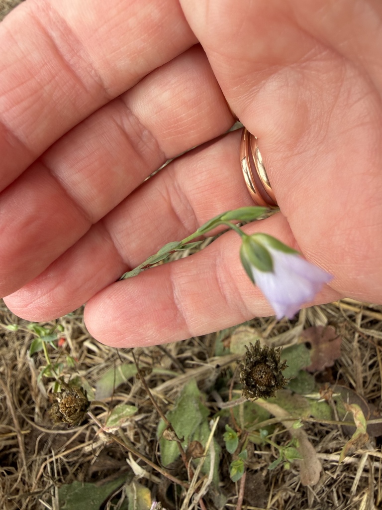 Common Flax