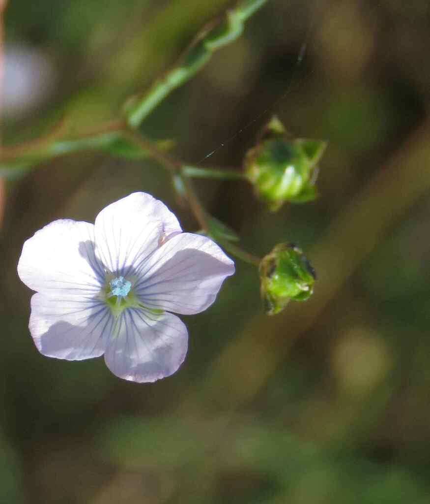 Common Flax