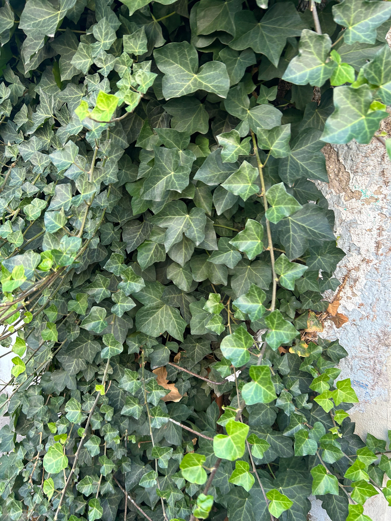 Common Ivy