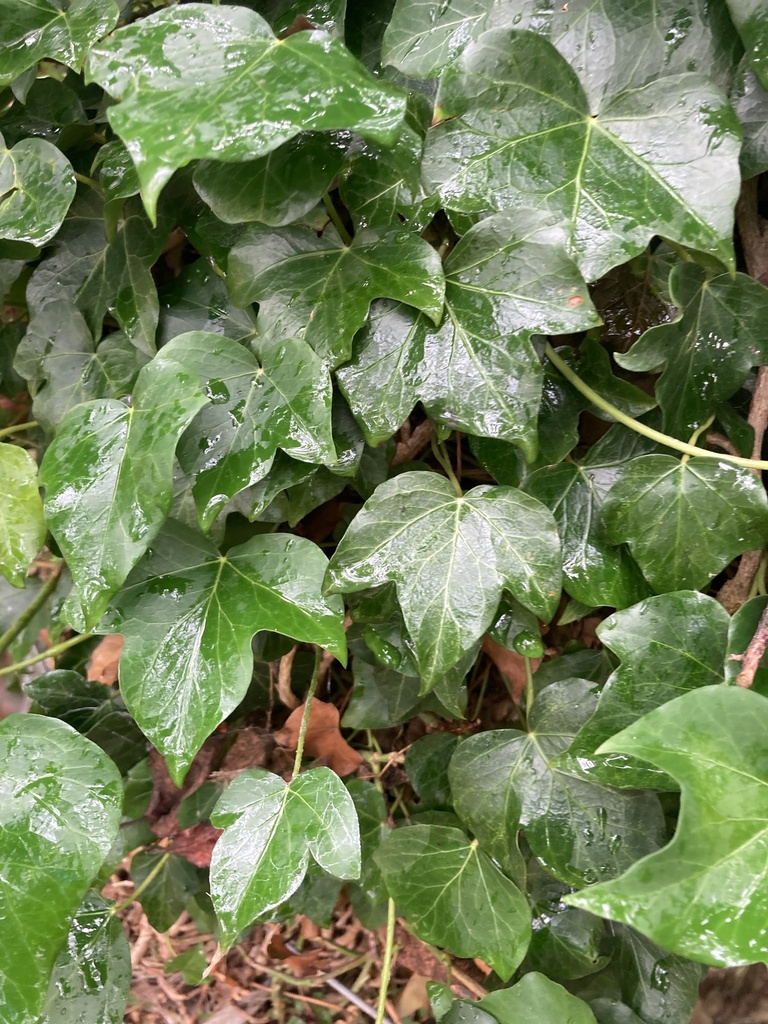 Common Ivy