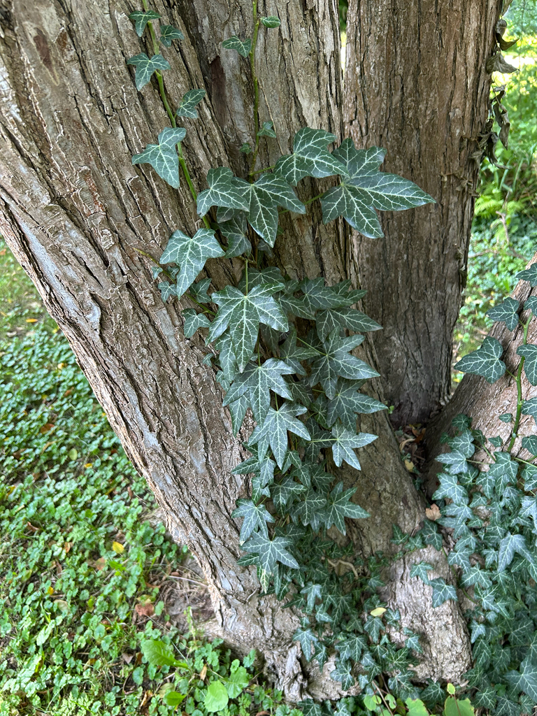 Common Ivy