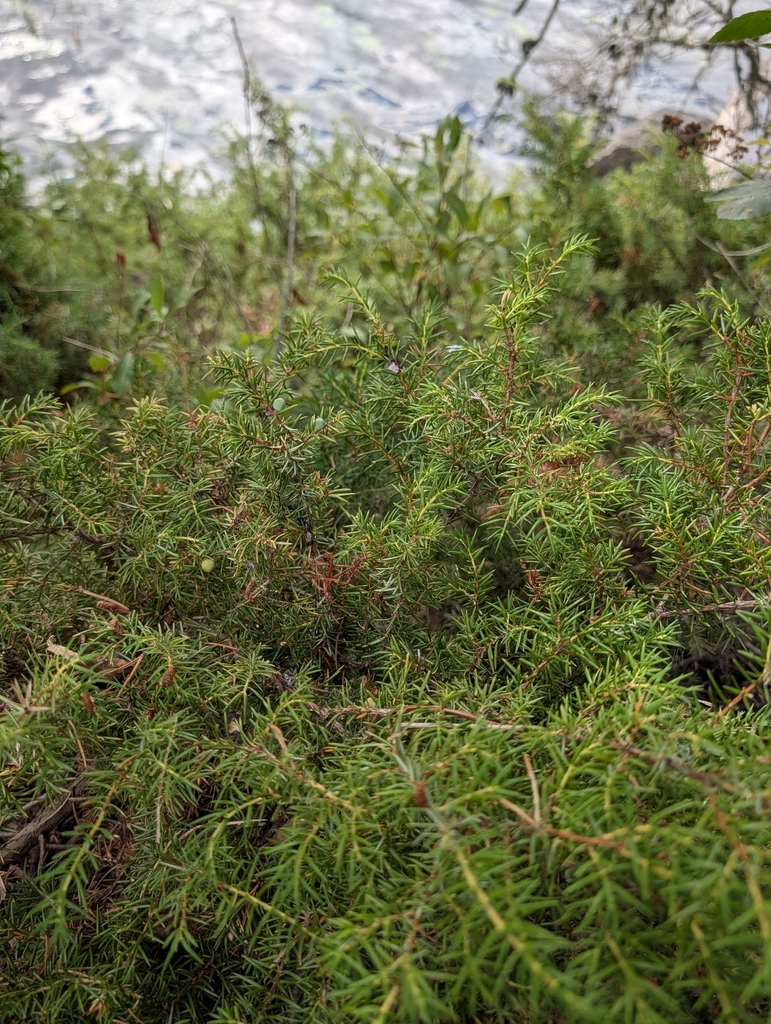 Common Juniper