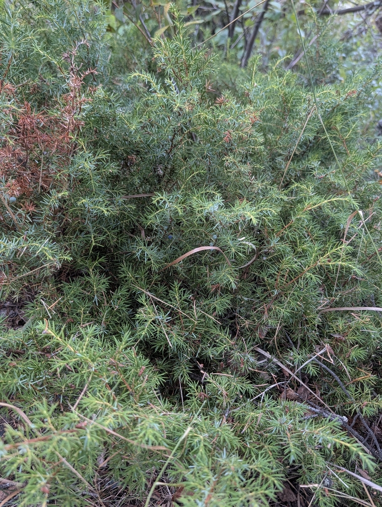 Common Juniper