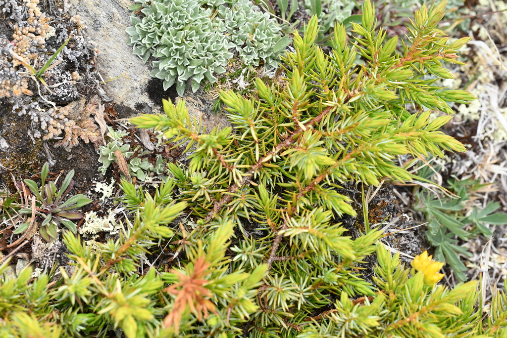 Common Juniper