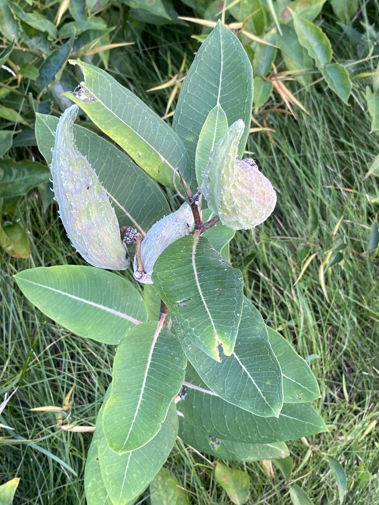 Common Milkweed