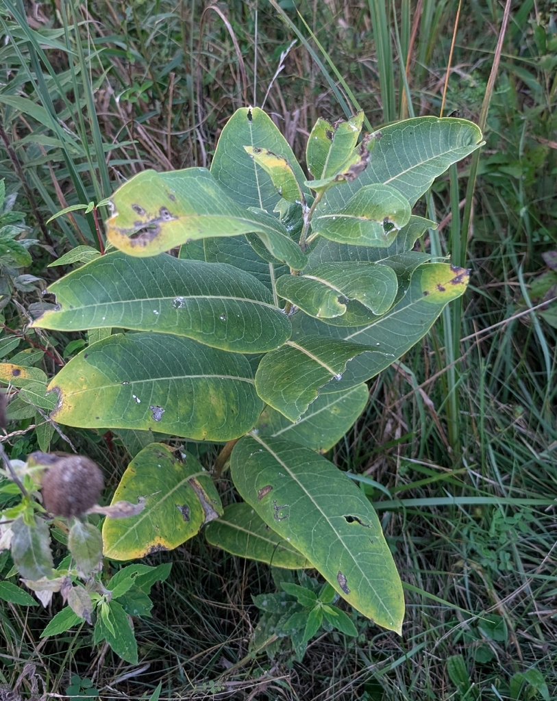 Common Milkweed