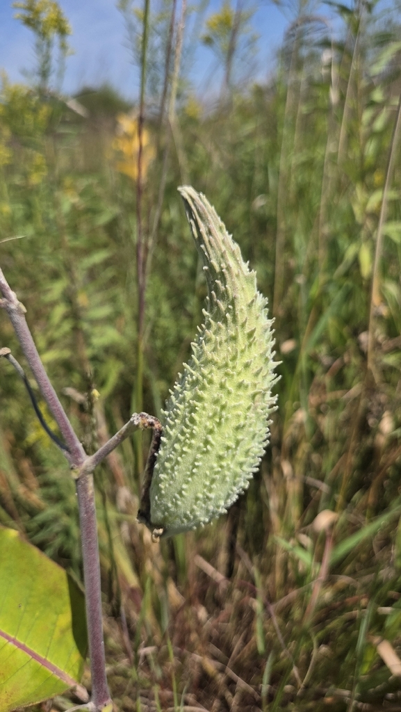 Common Milkweed