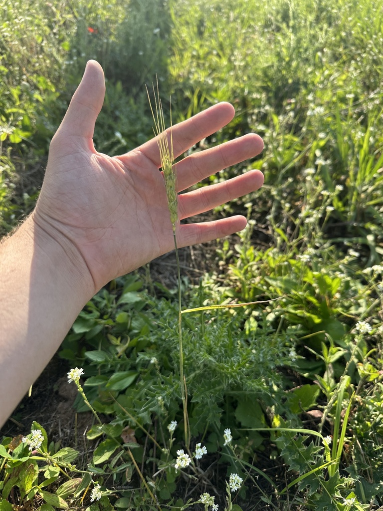 Common Wheat