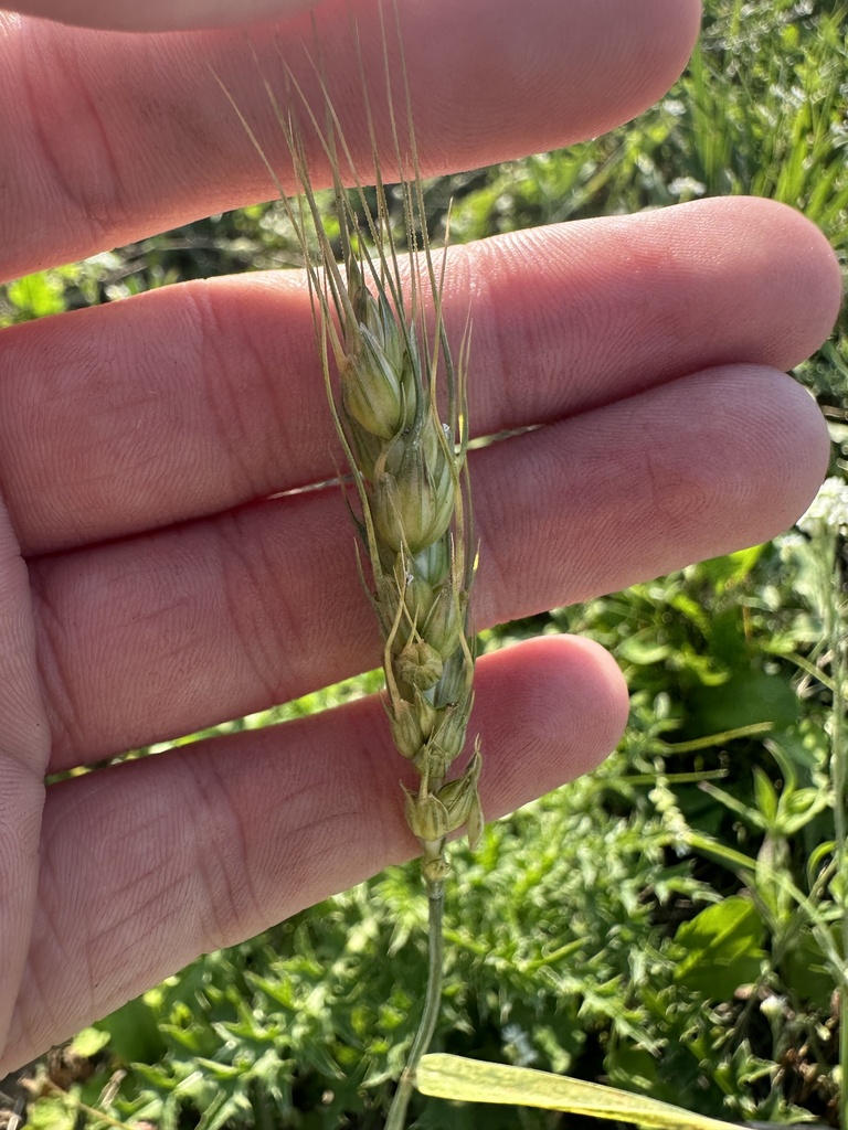 Common Wheat