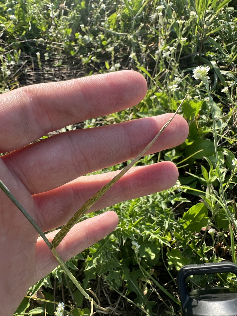 Common Wheat