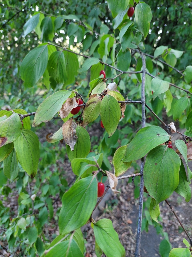 Cornelian Cherry