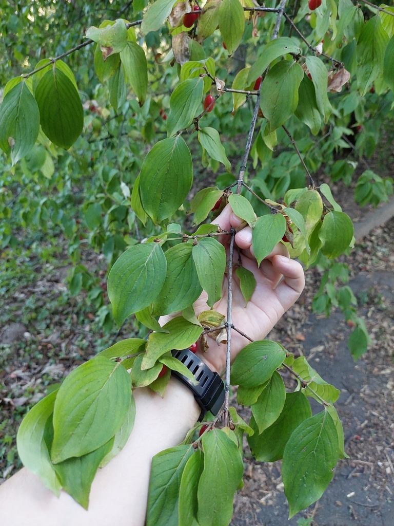 Cornelian Cherry