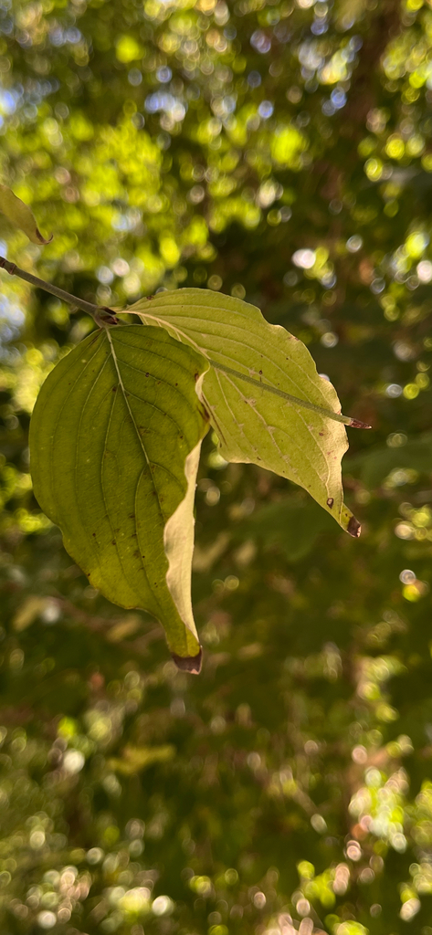 Cornelian Cherry