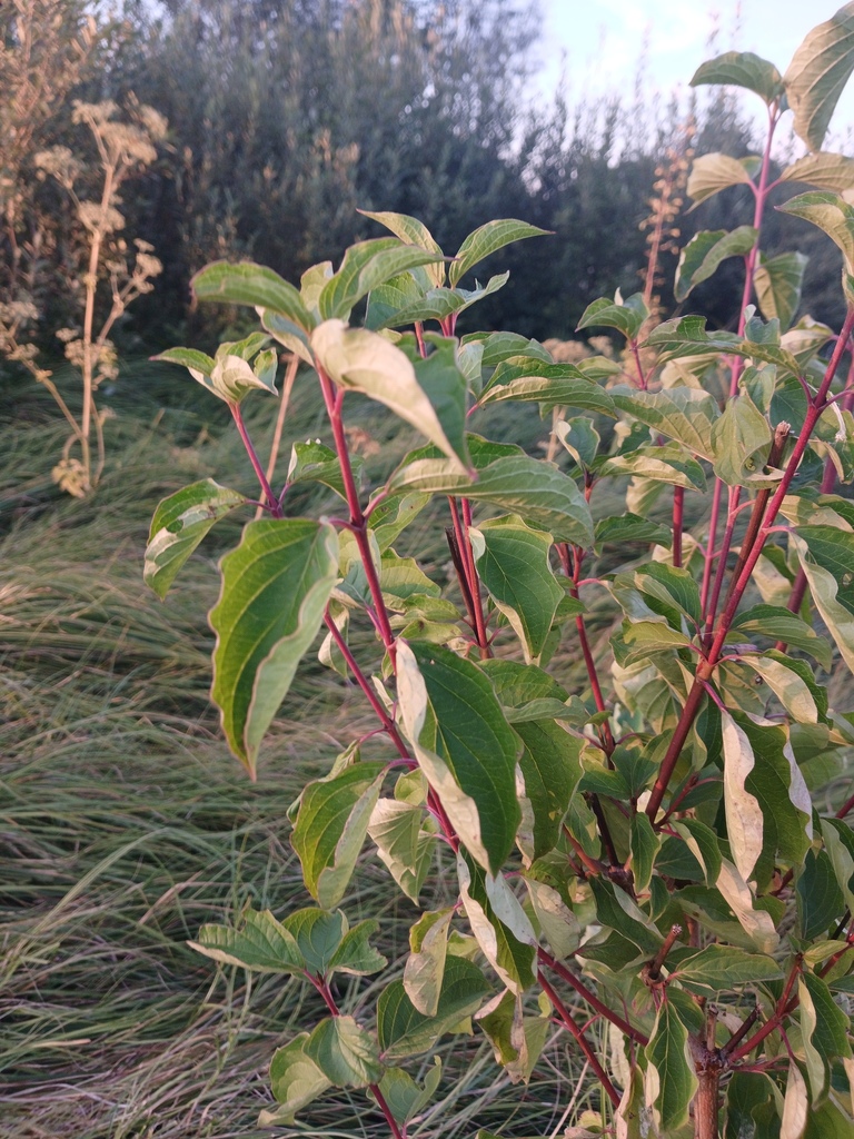 Dogwood
