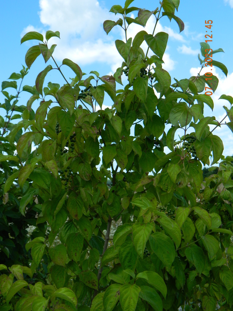 Dogwood