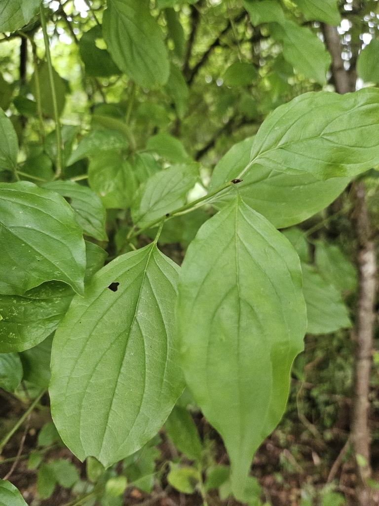 Dogwood