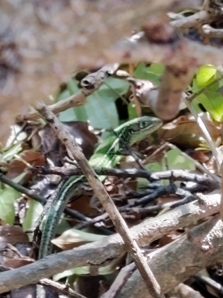 European Green Lizard