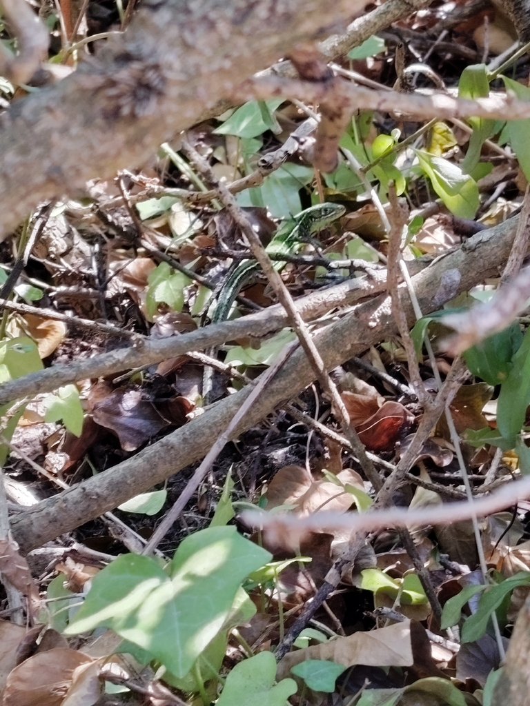 European Green Lizard