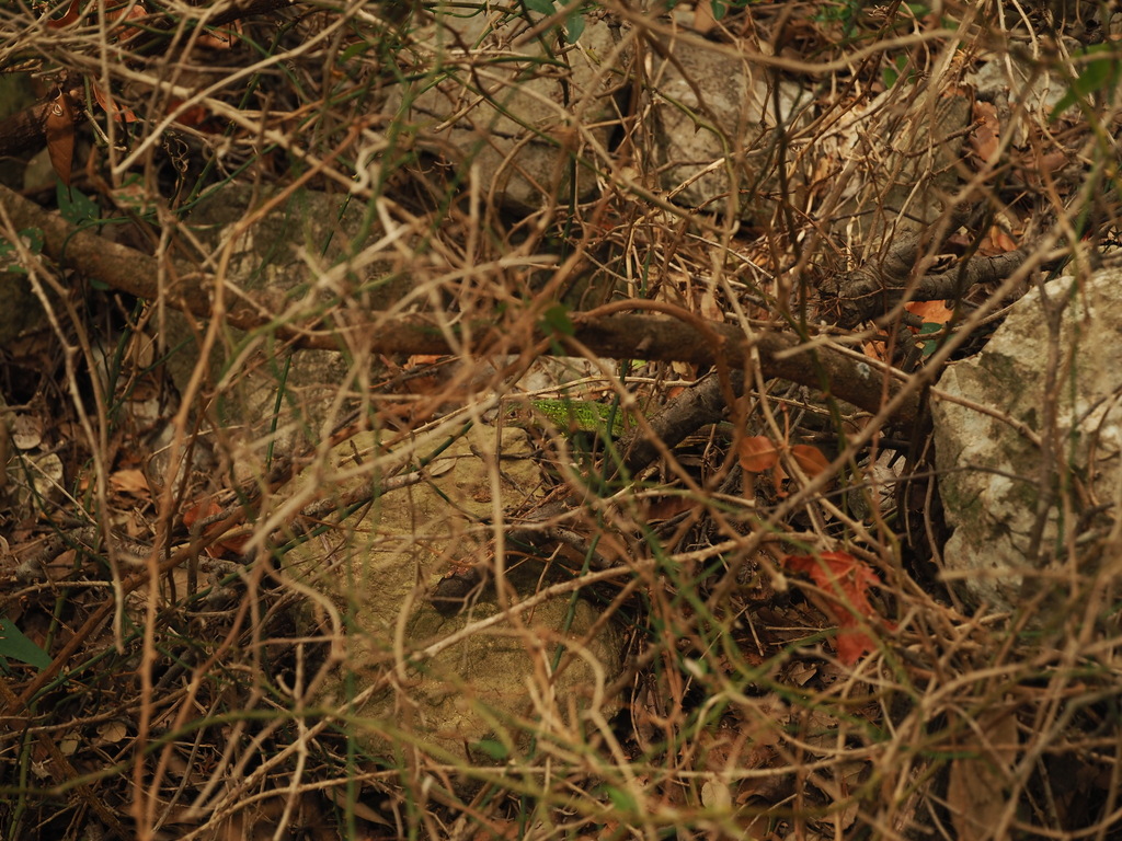 European Green Lizard