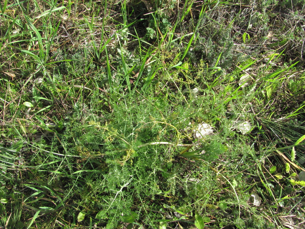 Fennel