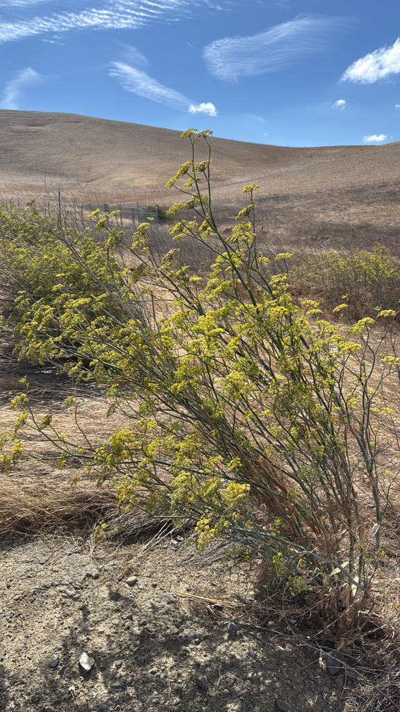 Fennel