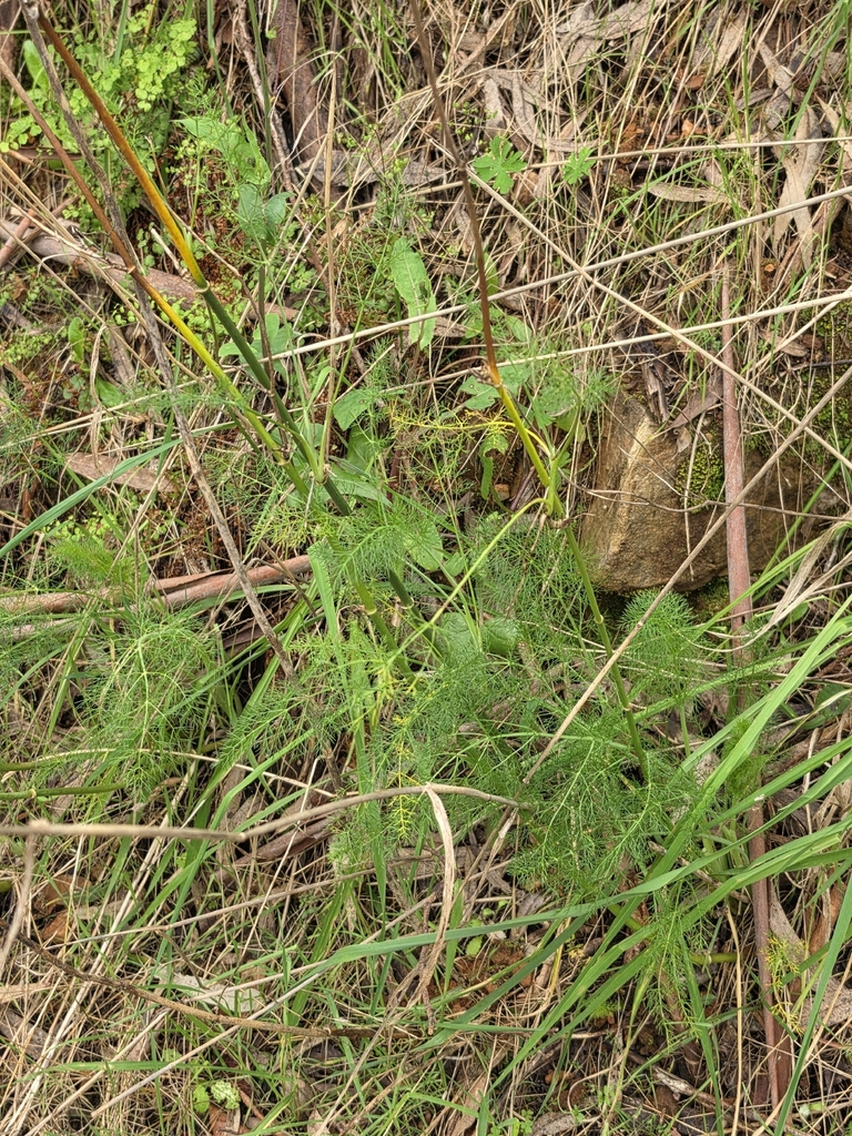 Fennel