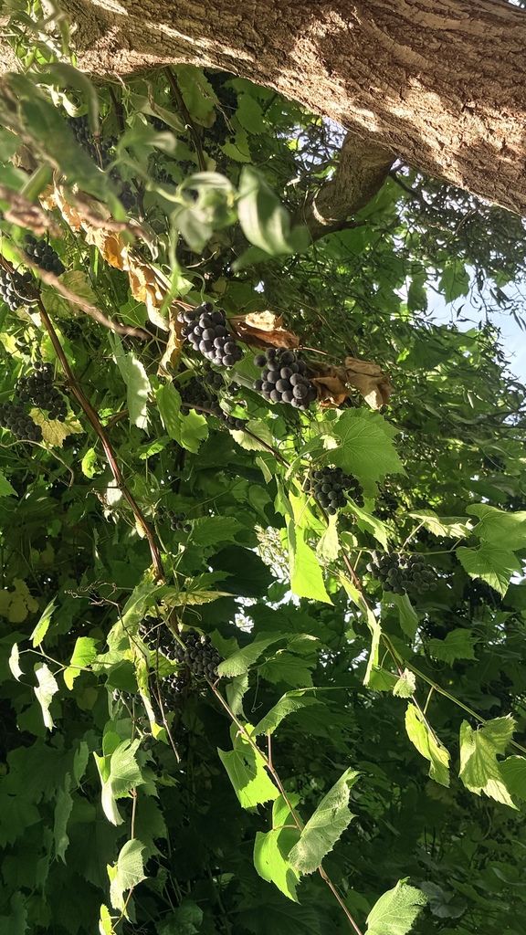 Grapevine