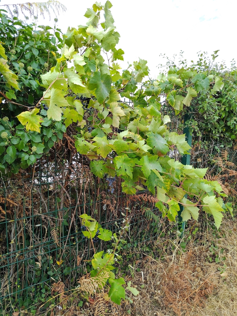 Grapevine