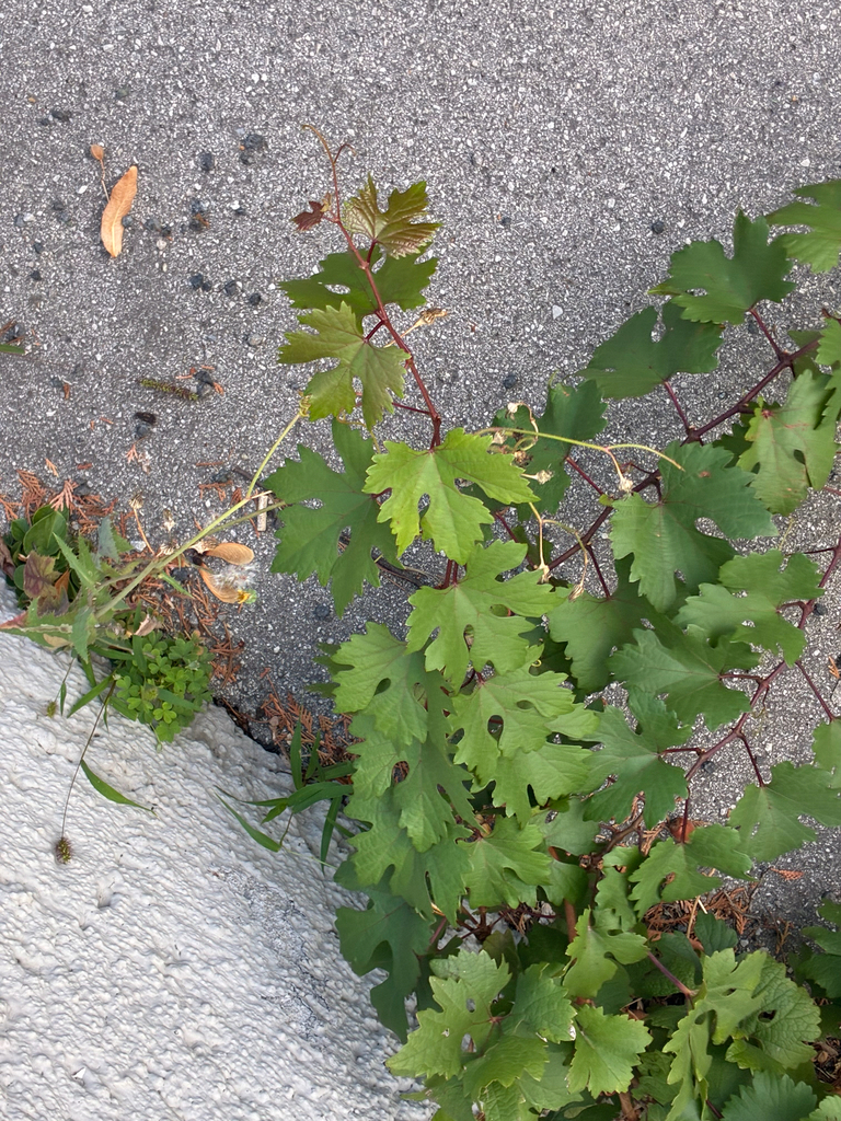 Grapevine