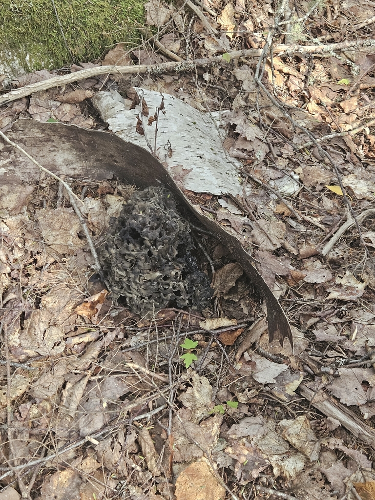Maitake マイタケ (舞茸